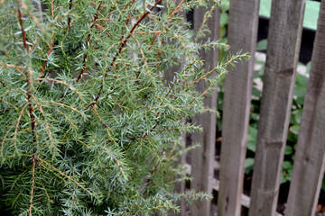 Juniper. Juniperus communis. Beautiful green abstract background of nature