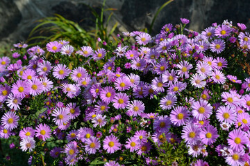 Obraz premium Astra perennial. Beautiful flower abstract background of nature. Astra Alpine. Aster alpinus. Summer landscape. Floriculture, home flower bed. Delicate