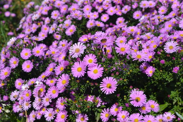 Astra perennial. Beautiful flower abstract background of nature. Astra Alpine. Aster alpinus. Summer landscape. Floriculture, home flower bed. Delicate purple flowers, perennial plant. House