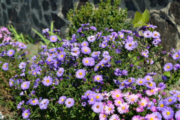 Astra perennial. Beautiful flower abstract background of nature. Astra Alpine. Aster alpinus. Summer landscape