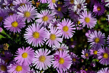 Astra perennial. Astra Alpine. Beautiful flower abstract background of nature. Aster alpinus. Summer landscape. Floriculture, home flower bed. Delicate
