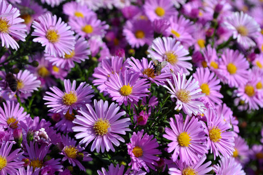 Aster alpinus. Beautiful flower abstract background of nature. Astra perennial. Astra Alpine. Summer landscape. Floriculture, home flower