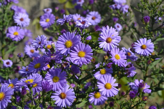 Aster alpinus. Beautiful flower abstract background of nature. Astra perennial. Astra Alpine. Summer landscape. Floriculture, home flower bed