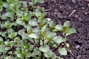 Beautiful background of nature. Mint. Mentha. Bushes mint