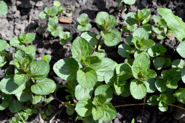Beautiful background of nature. Mint. Mentha. Bushes mint. Lush green leaves with a pleasant smell