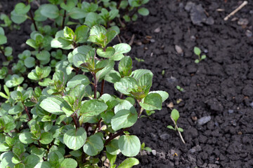 Beautiful background of nature. Mint. Mentha. Bushes mint