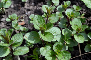 Mint. Mentha. Beautiful herbal abstract background of nature. Bushes mint. Summer landscape. Floriculture, home flower bed. Lush green leaves with a pleasant smell