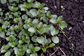 Mint. Mentha. Bushes mint. Beautiful herbal abstract background of nature. Summer landscape. Floriculture, home flower bed. Lush green leaves with a pleasant smell