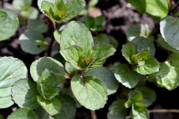 Mint. Mentha. Beautiful herbal abstract background of nature. Bushes mint. Floriculture, home flower bed. Lush green leaves with a pleasant smell