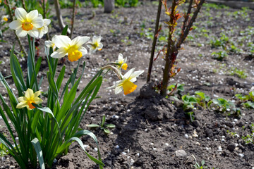 Narcissus. Beautiful flower abstract background of nature. Daffodil flower. Spring landscape. Floriculture, home. Delicate yellow flowers, perennial