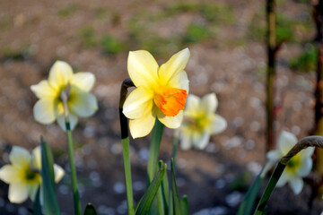 Delicate yellow flowers, perennial plant. Narcissus. Daffodil flower. Beautiful flower abstract background of nature