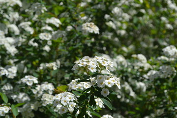 Spiraea vanhouttei. Spirea Wangutta. Beautiful flower abstract background of nature. Spring landscape. Floriculture, home flower bed. Delicate white flowers, perennial plant. House