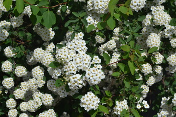 Delicate white flowers. Spirea Wangutta. Beautiful background of nature