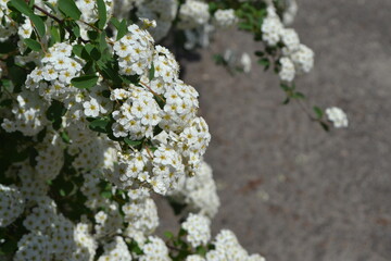 Delicate white flowers. Spirea Wangutta. Beautiful background of nature