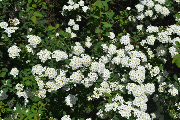 Delicate white flowers. Spirea Wangutta. Beautiful background of nature