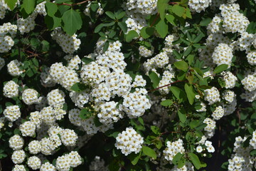 Spirea Wangutta. Beautiful flower abstract background of nature. Spring landscape. Delicate white flowers. Spiraea vanhouttei
