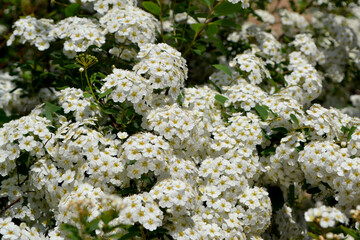 Spirea Wangutta. Beautiful background of nature. Delicate white flowers. Spiraea vanhouttei