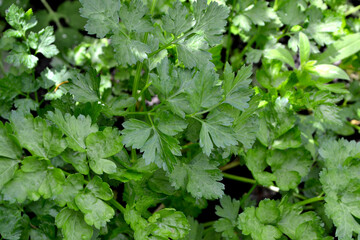 Parsley. Beautiful herbal abstract background of nature. Spring landscape. Popular cooking seasoning. Petroselinum crispum, biennial herb. Home plants, products. Gardening. Natural. House, field