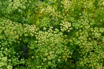 Parsley. Beautiful herbal abstract background of nature. Petroselinum crispum, biennial herb. Spring landscape. Popular cooking seasoning. Home plants, products. Gardening