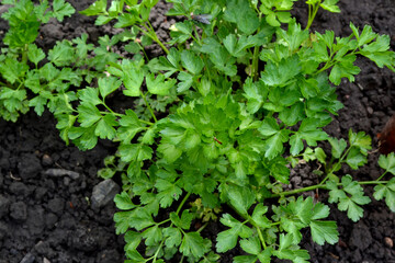 Parsley. Beautiful herbal abstract background of nature. Petroselinum crispum, biennial herb
