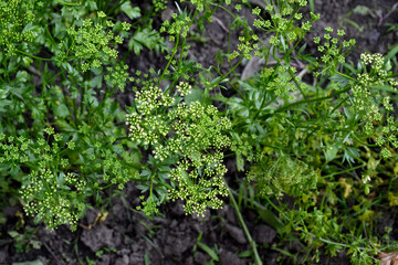 Fototapeta na wymiar Parsley. Beautiful herbal abstract background of nature. Petroselinum crispum, biennial herb