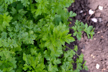 Parsley. Beautiful herbal abstract background of nature. Petroselinum crispum, biennial herb
