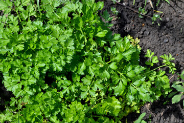 Parsley. Beautiful herbal abstract background of nature. Petroselinum crispum, biennial herb