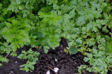 Parsley. Beautiful herbal abstract background of nature. Petroselinum crispum, biennial herb