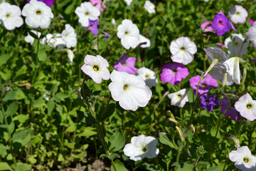 Blooming petunia hybrid. Beautiful flower abstract background of nature