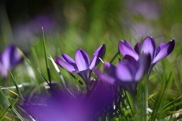 Violetter Krokus (Crocus)