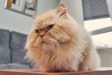 Gato persa Himalaya como mascota en un apartamento.