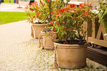 Landscaping garden or park, flower pots wrapped in burlap cloth, rustic vintage style.