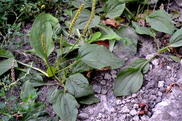 Beautiful herbal abstract background of nature. Plantain. Plantago Major