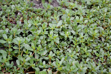 Purslane. Portulaca oleracea. Annual herbaceous succulent plants. Beautiful herbal abstract background of nature. Spring landscape. Green leaves, bushes. Spring flower bed