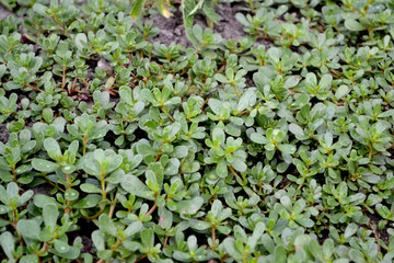 Purslane. Portulaca oleracea. Annual herbaceous succulent plants. Beautiful herbal abstract background of nature. Spring landscape. Green leaves, bushes. Spring flower bed, garden