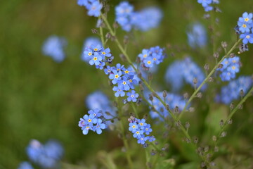 Blühendes Vergissmeinnicht (Myosotis)