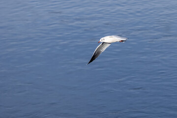 Fototapeta na wymiar Black-headed gull flies over the water. (Chroicocephalus ridibundus)