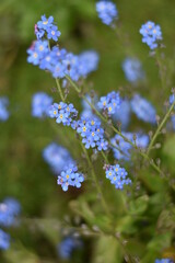 Blühendes Vergissmeinnicht (Myosotis)
