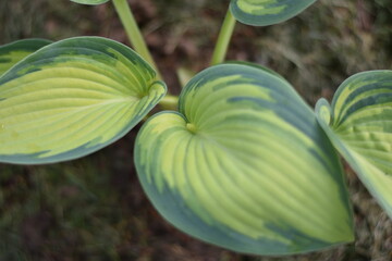 Funkie (Hosta)