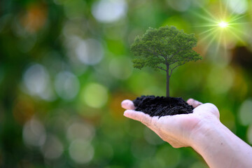 Human holding tree growing on green background. eco earth day concept and save world concept, World environment day concept, business eco concept