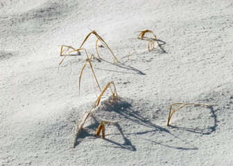 abstract snow texture, land covered with snow, dry grass and shadows on a snow background