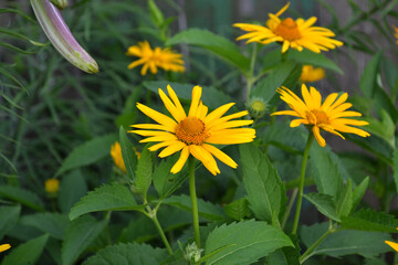 Heliopsis helianthoides. Yellow Daisy flower. Chamomile. Perennial flowering plant. Beautiful flower abstract background of nature. Summer landscape. Floriculture, home flower bed. Home
