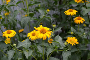 Chamomile. Yellow Daisy. Heliopsis helianthoides. Perennial flowering plant. Beautiful flower abstract background of nature. Summer landscape. Floriculture, home flower bed