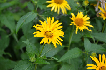 Chamomile. Yellow Daisy flower. Heliopsis helianthoides. Perennial flowering plant. Beautiful flower abstract background of nature. Summer landscape