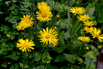 Obraz premium Yellow Daisy flower. Chamomile. Doronicum. Perennial flowering plant. Beautiful flower abstract background of nature. Summer landscape. Floriculture, home flower bed. Home garden