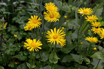 Yellow Daisy flower. Chamomile. Doronicum. Perennial flowering plant. Beautiful flower abstract background of nature. Summer landscape. Floriculture, home flower bed. Home garden, field