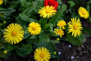 Doronicum. Yellow Daisy flower. Chamomile. Perennial flowering plant. Beautiful flower abstract background of nature. Summer landscape. Floriculture, home flower bed. Home garden, field