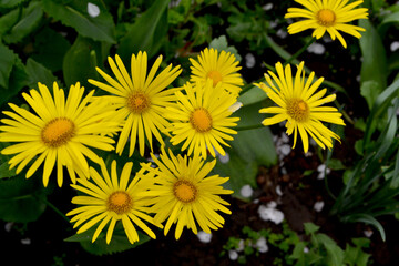 Chamomile. Yellow Daisy flower. Doronicum. Perennial flowering plant. Beautiful flower abstract background of nature. Summer landscape. Floriculture, home flower bed. Home garden, field