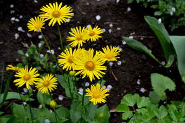 Chamomile. Yellow Daisy flower. Doronicum. Perennial flowering plant