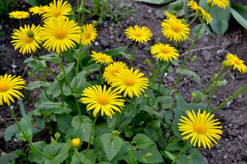 Chamomile. Yellow Daisy flower. Doronicum. Perennial flowering plant